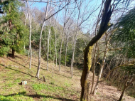 ვიყიდი კერძო სახლს საკურორტო რაიონში ბობოყვათში, საქართველო. მანდარინის ბაღი, ხილის ბაღი. თხილის ბაღი. მდინარესთან. ფოტო 4