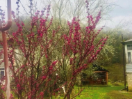 Buy a house by the river near Ozurgeti, Georgia. Forested area, resort area, very beautiful location. Photo 6
