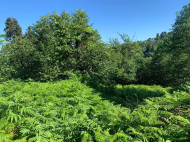 მიწის ნაკვეთი კურორტულ ზონაში ჩაქვში, საჩინო. საქართველო. ფოტო 4 მიწის ნაკვეთი კურორტულ ზონაში ჩაქვში, საჩინო. საქართველო. ფოტო 4