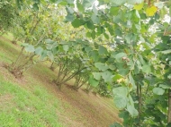 Land parcel, Ground area for sale in the suburbs of Ozurgeti. Georgia. Photo 1