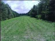 Ground area ( A plot of land ) for sale in Anaklia, Georgia. Walnut garden. Photo 12