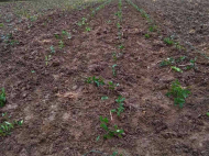 იყიდება ორი სახლი ერთ მიწაზე. ყიდვა კერძო სახლის მიწის ნაკვეთით სენაკში, საქართველო. გამოდგება კომერციული საქმიანობისათვის. ფოტო 7