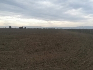 Land for sale in Kvareli, Kakheti, Georgia. Ground area for investment. Photo 3