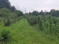 Ground area for sale in a resort district of Chakvi, Georgia. Walnut garden. Photo 1