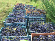 Winery in action in Kakheti. Mini winery for sale in Kakheti, Georgia. Photo 7