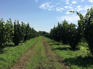 Zugdidi district, village. is fenced in one space with 46 hectares of 14,000 roots with 5-year-old Italian varieties of nuts. Electricity + water. This year we got the first harvest. Photo 8