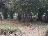 Продается земельный участок у моря в Махинджаури, Грузия. Вид на море. Ореховый сад. Фото 4