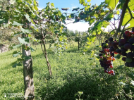 Продается дом в пригороде Озургети. Купить дом с земельным участком в окрестностях Озургети, Грузия. Фото 12