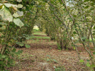 Land parcel, Ground area for sale in the suburbs of Zugdidi, Georgia. Walnut garden. Near the river. Photo 5