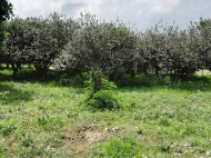 House for sale with a plot of land in the suburbs of Darcheli, Georgia. Photo 4