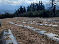 House for sale with a plot of land in the suburbs of Ozurgeti, Georgia. Near the river. Working business. Photo 12