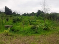 Ground area for sale in a resort district of Chakvi, Georgia. Walnut garden. Photo 7