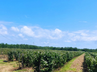 Ground area for sale at the seaside of Anaklia, Georgia. Resort area. Near the river. Photo 4