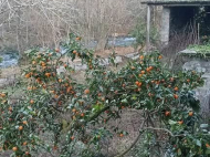 Продается дом с земельным участком в красивом месте. Купить частный дом в курортном районе Бобоквати, Грузия. У реки. Фото 2