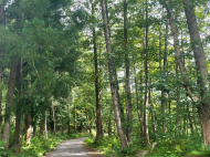 Land parcel, Ground area for sale in a resort district of Chakvi, Sachino. Photo 8