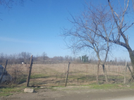 Land with a nut garden in Ozurgeti, Georgia. Photo 4