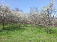 Land parcel, Ground area for sale near Bazaleti Lake, Georgia. Photo 2