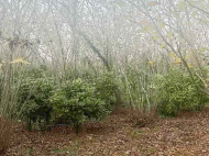 House for sale with a plot of land in Zugdidi, Georgia. Photo 8