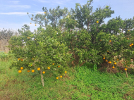 იყიდება კერძო სახლი მიწის ნაკვეთით ციხისძირში, საქართველო. სასწრაფოდ! ფოტო 6