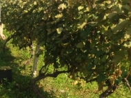 Vineyards in Gurjaani, Kakheti, Georgia. Grape variety: "Rkatsiteli". Photo 3