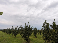 An existing agricultural complex for sale. Lagodekhi, Georgia. Photo 4