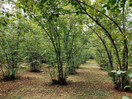 Купить дом в курортном районе Озургети, Грузия. Фото 2