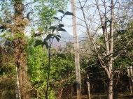Земельный участок в Батуми с мандариновым садом Фото 3