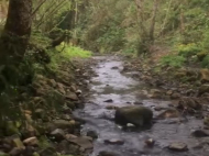 House for sale with a plot of land in the suburbs of Batumi, Georgia. Tangerine garden, Orchard. Walnut garden. Vineyard. Near the river. Photo 2