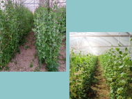 An existing agricultural complex for sale. Greenhouse. Photo 4