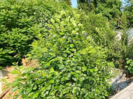 Land parcel, Ground area for sale in Khutsubani, Georgia. Tangerine garden, Orchard.  Near the river. Photo 5