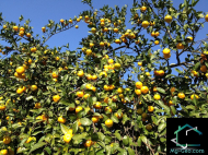 Продается частный дом с земельным участком в Чакви, Грузия. Вид на море. Фото 5