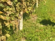 Vineyards in Gurjaani, Kakheti, Georgia. Grape variety: "Rkatsiteli". Photo 2