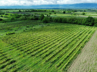 Продажа виноградника в Кахетии, Грузия. Фото 3