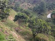 Land parcel, Ground area for sale at the seaside of Chakvi, Georgia. Land with sea view. Tangerine garden, Walnut garden. Photo 4