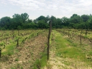 Виноградники в Кварели, Кахетия, Грузия. Сорт винограда: "Ркацители". "Саперави". Фото 2