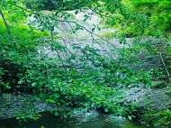 Land parcel, Ground area for sale in the suburbs of Batumi. Akhalsheni. Near the river. Natural spring. Photo 2