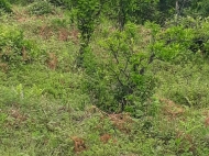 Land for sale near the sea in Gonio, Georgia. Photo 2