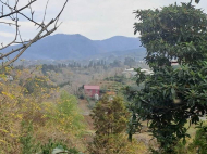 House with sea view. House for sale with tangerine garden in Tsihisdziri, Georgia. Photo 4