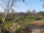 Земельный участок с животноводческой фермой в Нанатеби, Грузия. Виноградник. Ореховый сад. Фото 28