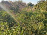 იყიდება კერძო სახლიმიწის ნაკვეთით ნატანებში, საქართველო. მანდარინის ბაღი, ხილის ბაღი.  ფოტო 15