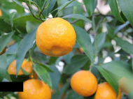 სასწრაფოდ იყიდება სახლი გონიოში აჭარა საქართველო ფოტო 8