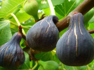 House for sale with a plot of land in the suburbs of Batumi, Georgia. Tangerine garden, Orchard. Walnut garden. Vineyard. Near the river. Photo 7