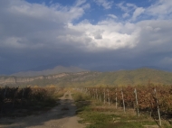 Vineyards in Shilda, Kvareli, Kakheti, Georgia. Grape variety: "Saperavi". "Kindzmarauli". Photo 1