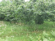 Not far from Batumi, a plot of land with a walnut garden is for sale. Photo 16