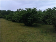 Ground area ( A plot of land ) for sale in Anaklia, Georgia. Walnut garden. Photo 2