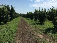 Zugdidi district, village. is fenced in one space with 46 hectares of 14,000 roots with 5-year-old Italian varieties of nuts. Electricity + water. This year we got the first harvest. Photo 1