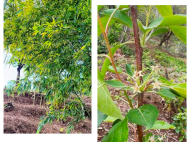 House for sale with a plot of land in the suburbs of Batumi, Kapreshumi. Natural spring, Tangerine garden, Orchard, Walnut garden. Photo 3 House for sale with a plot of land in the suburbs of Batumi, Kapreshumi. Natural spring, Tangerine garden, Orchard, Walnut garden. Photo 3