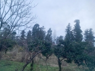 Продается земельный участок в пригороде Батуми, Хелвачаури. Мандариновый сад. Фото 5