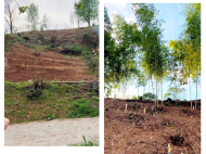 House for sale with a plot of land in the suburbs of Batumi, Kapreshumi. Natural spring, Tangerine garden, Orchard, Walnut garden. Photo 2 House for sale with a plot of land in the suburbs of Batumi, Kapreshumi. Natural spring, Tangerine garden, Orchard, Walnut garden. Photo 2