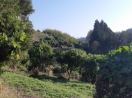 Продается земельный участок в Уреки, Грузия. Мандариновый сад. Фото 1
